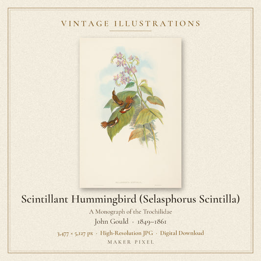 Scintillant Hummingbird (Selasphorus Scintilla) from A Monograph of the Trochilidae by John Gould — cover