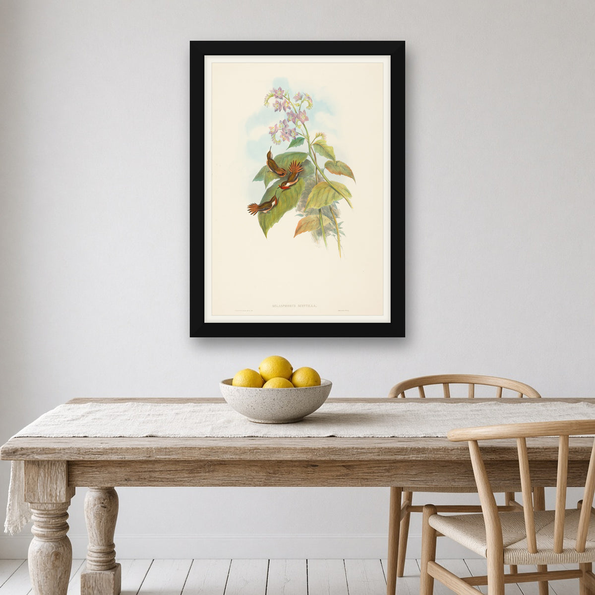 Scintillant Hummingbird (Selasphorus Scintilla) from A Monograph of the Trochilidae by John Gould — framed art preview