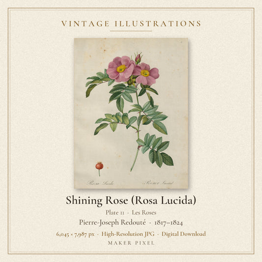 Shining Rose (Rosa Lucida), Plate 11 from Les Roses by Pierre-Joseph Redouté — cover