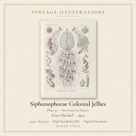 Siphonophorae Colonial Jellies, Plate 59 from Art Forms in Nature by Ernst Haeckel — cover