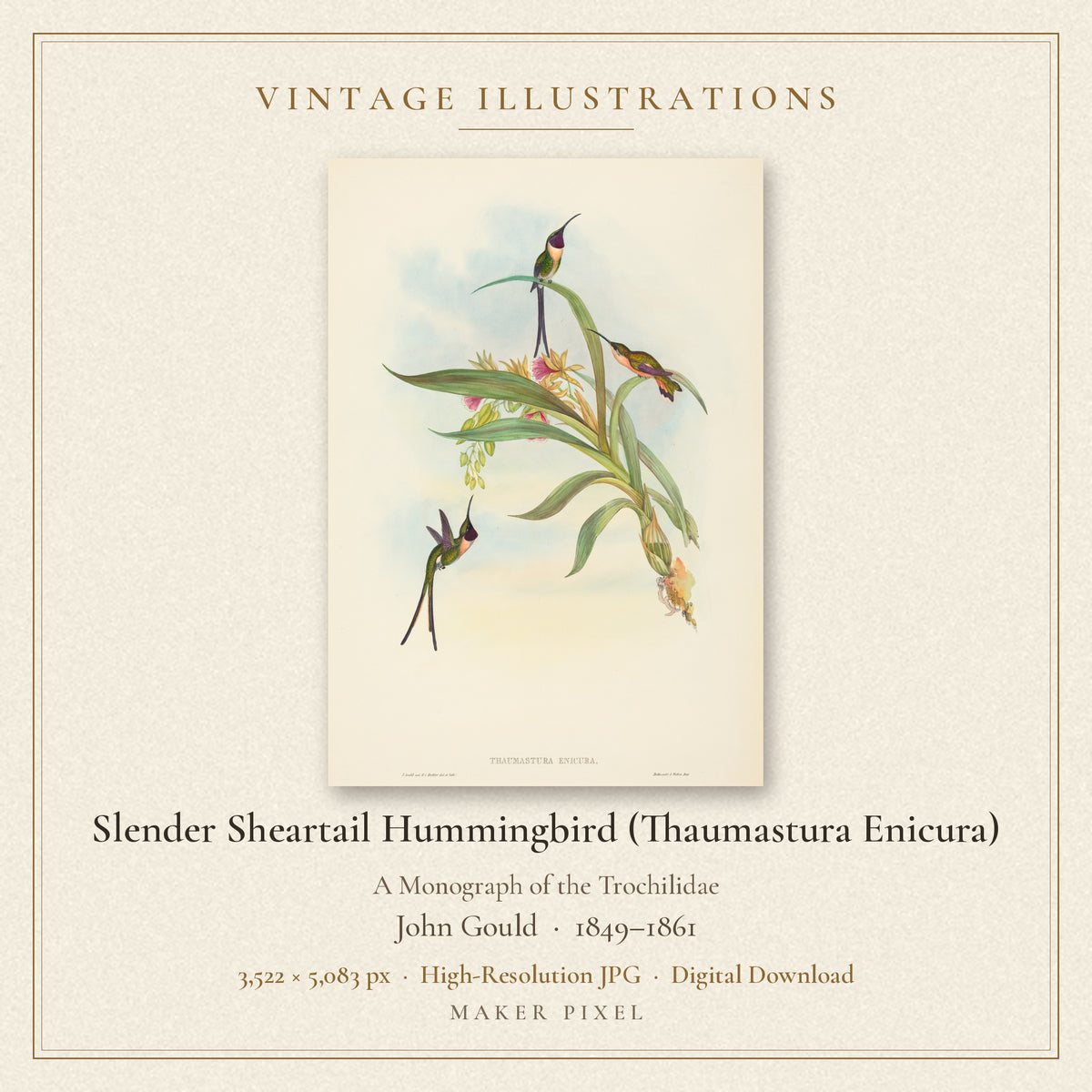 Slender Sheartail Hummingbird (Thaumastura Enicura) from A Monograph of the Trochilidae by John Gould — cover
