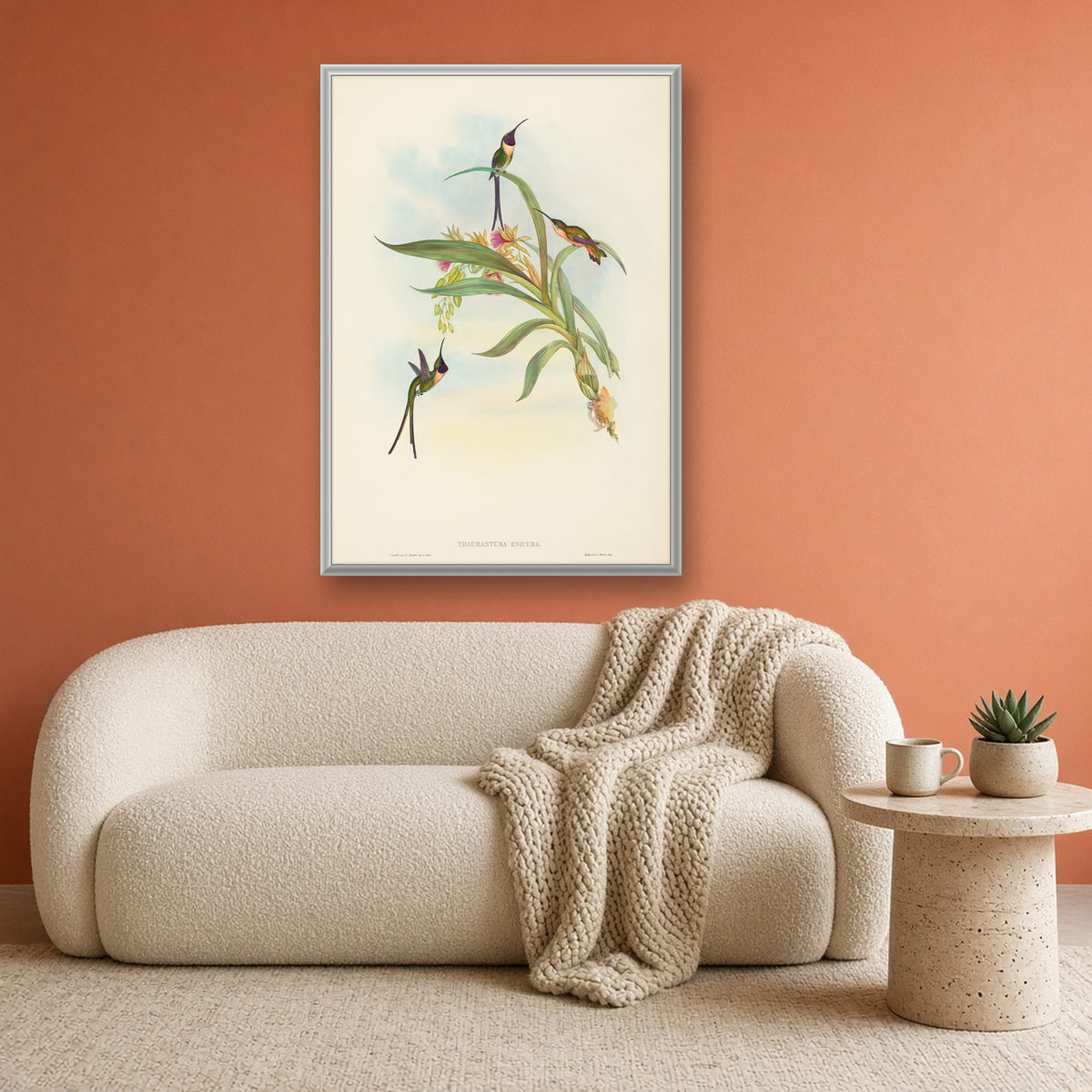 Slender Sheartail Hummingbird (Thaumastura Enicura) from A Monograph of the Trochilidae by John Gould — room mockup