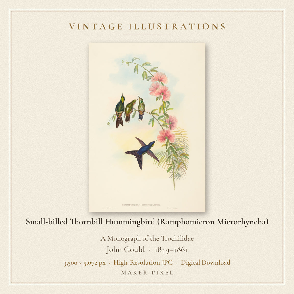 Small-billed Thornbill Hummingbird (Ramphomicron Microrhyncha) from A Monograph of the Trochilidae by John Gould — cover