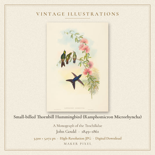Small-billed Thornbill Hummingbird (Ramphomicron Microrhyncha) from A Monograph of the Trochilidae by John Gould — cover