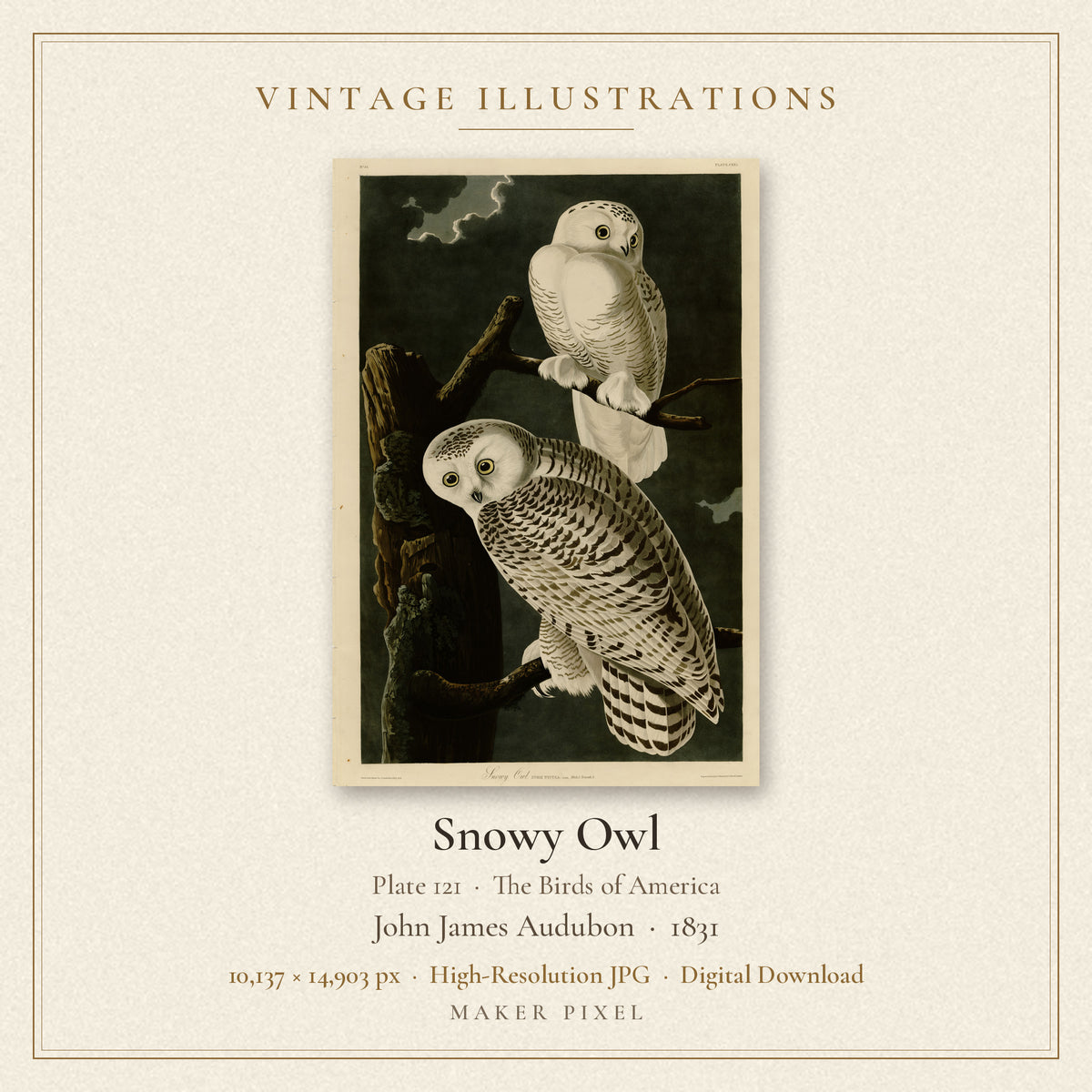 Snowy Owl, Plate 121 from Birds of America by John James Audubon — cover