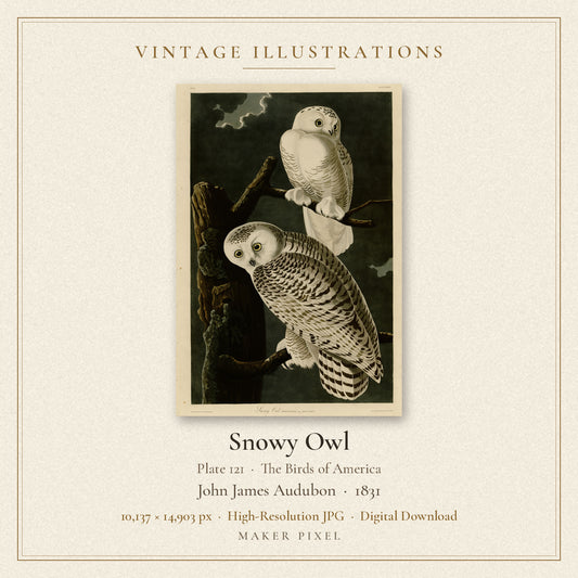 Snowy Owl, Plate 121 from Birds of America by John James Audubon — cover