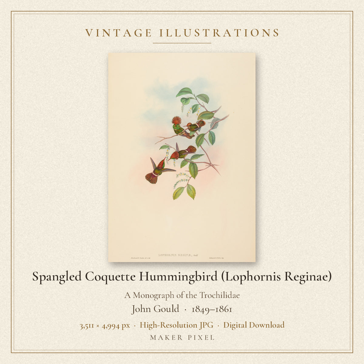 Spangled Coquette Hummingbird (Lophornis Reginae) from A Monograph of the Trochilidae by John Gould — cover