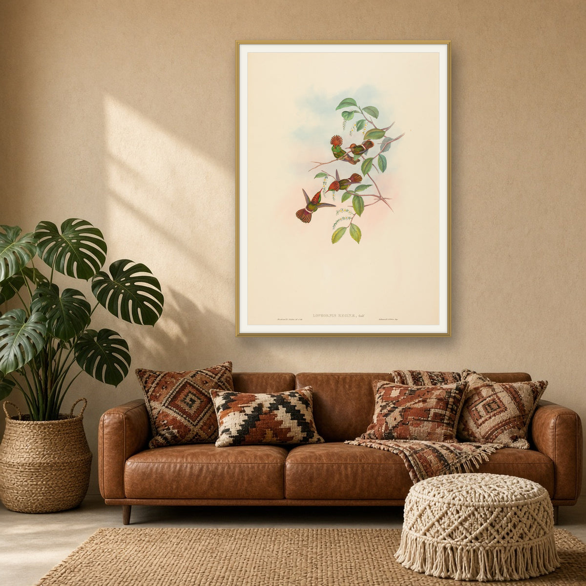 Spangled Coquette Hummingbird (Lophornis Reginae) from A Monograph of the Trochilidae by John Gould — room mockup
