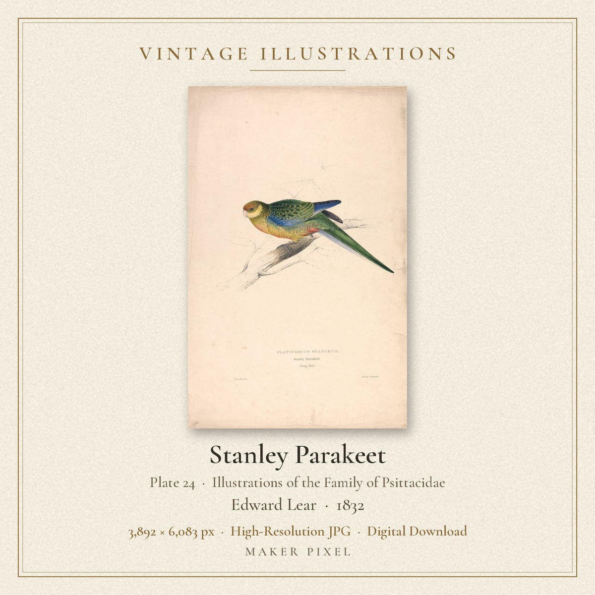 Stanley Parakeet, Plate 24 from Illustrations of the Family of Psittacidae by Edward Lear — cover