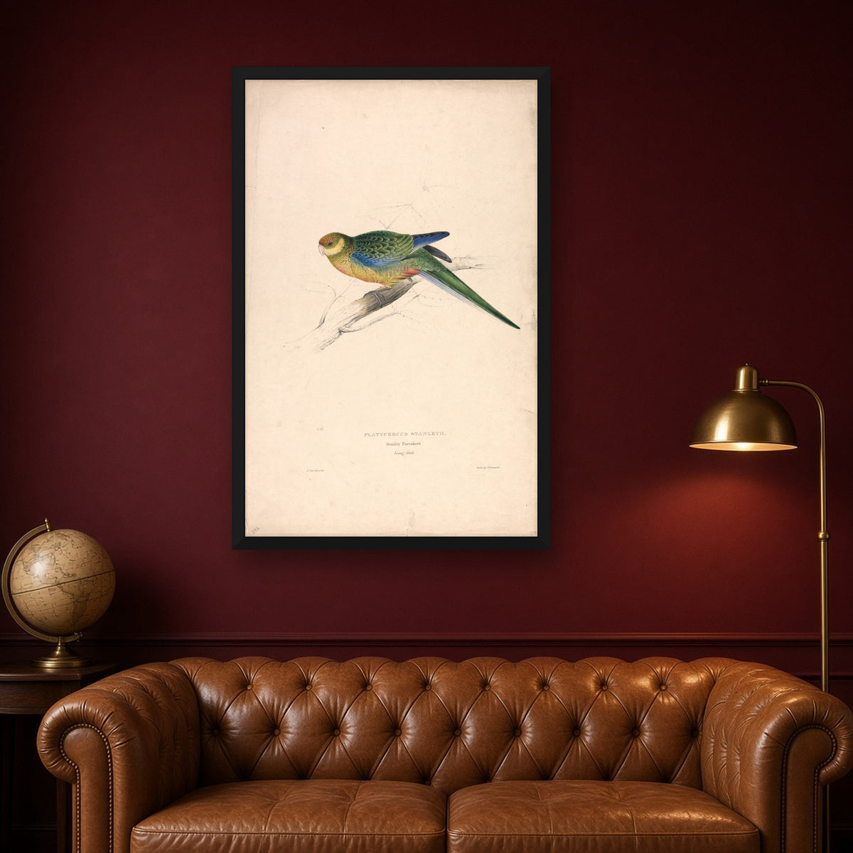 Stanley Parakeet, Plate 24 from Illustrations of the Family of Psittacidae by Edward Lear — room mockup