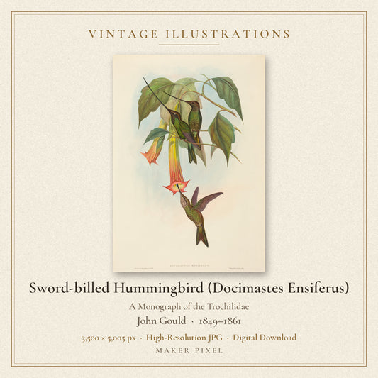 Sword-billed Hummingbird (Docimastes Ensiferus) from A Monograph of the Trochilidae by John Gould — cover