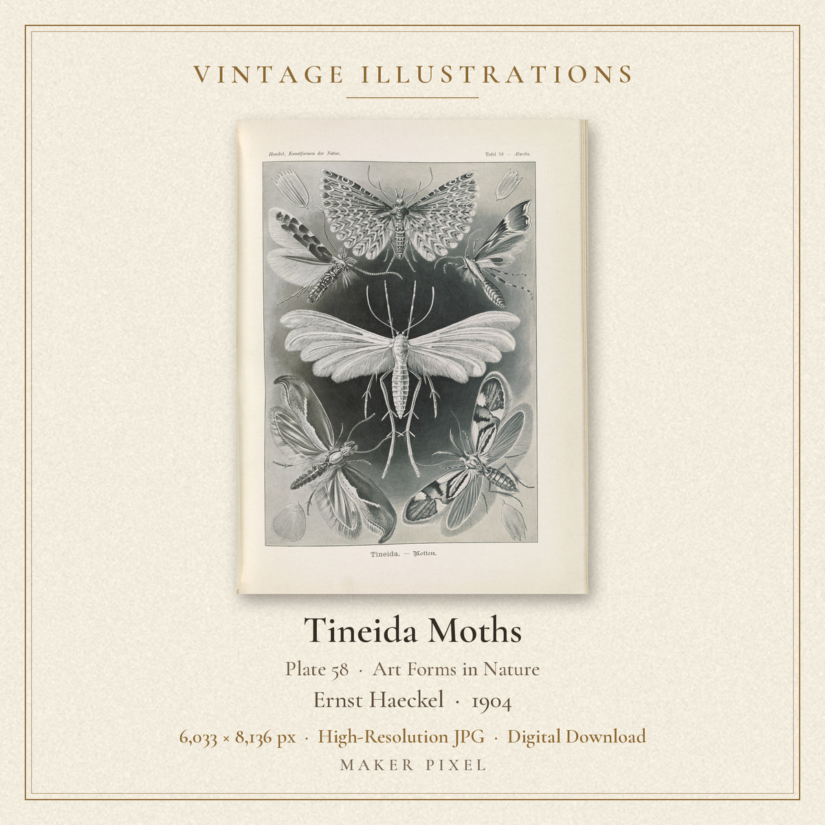 Tineida Moths, Plate 58 from Art Forms in Nature by Ernst Haeckel — cover