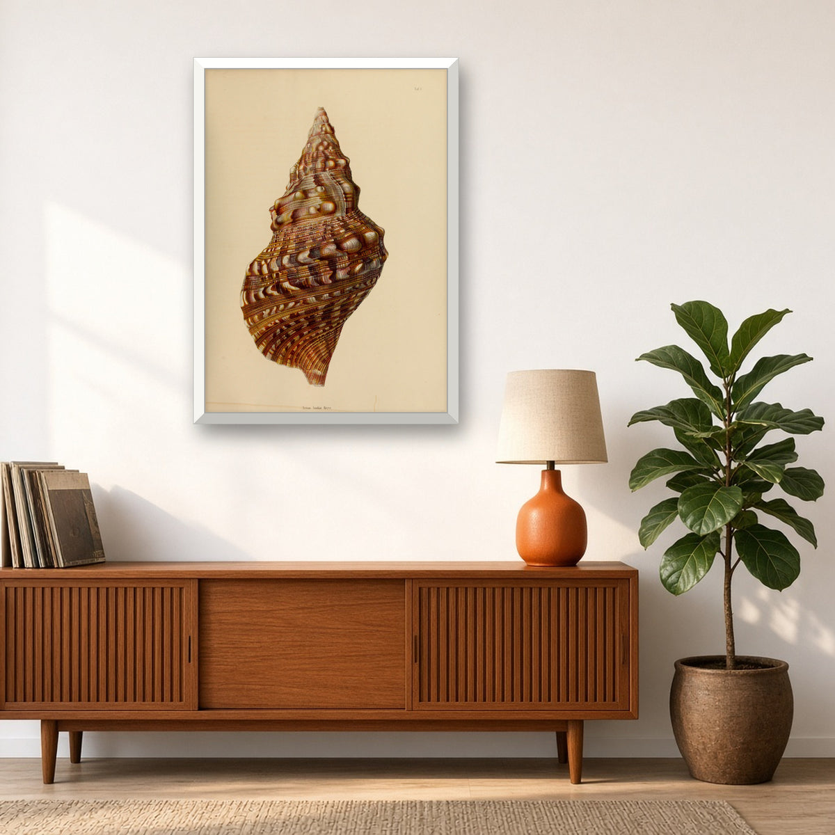 Triton Shell (Triton Sauliae), Plate 1 from Japanese Marine Shells by Carl Emil Lischke — framed art preview