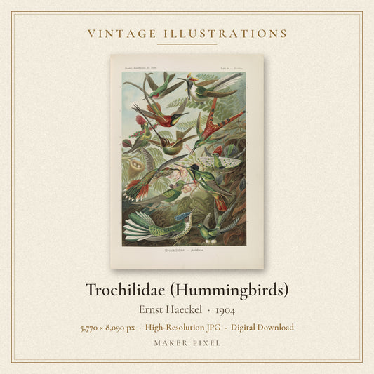 Trochilidae (Hummingbirds) by Ernst Haeckel — cover