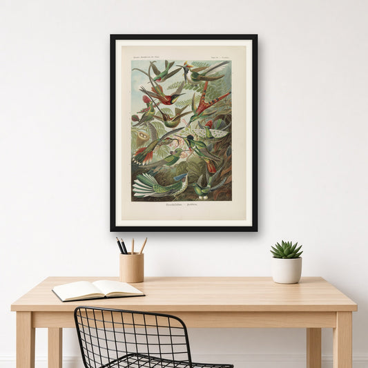 Trochilidae (Hummingbirds) by Ernst Haeckel — room mockup