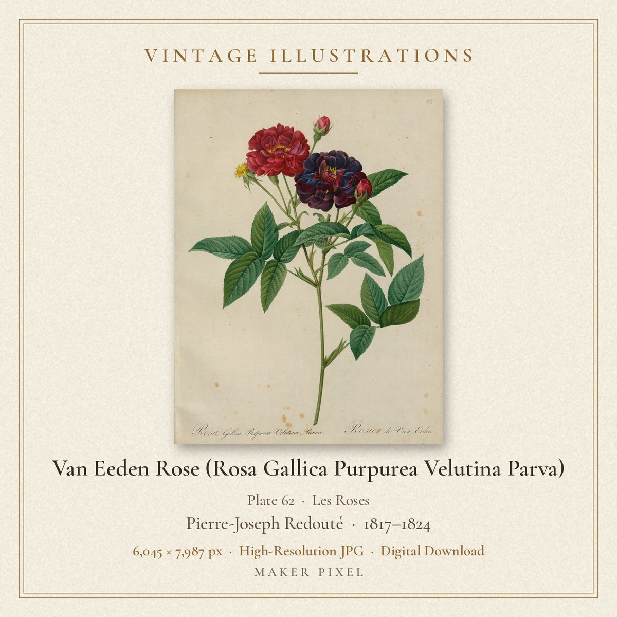 Van Eeden Rose (Rosa Gallica Purpurea Velutina Parva), Plate 62 from Les Roses by Pierre-Joseph Redouté — cover