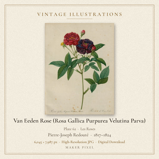 Van Eeden Rose (Rosa Gallica Purpurea Velutina Parva), Plate 62 from Les Roses by Pierre-Joseph Redouté — cover