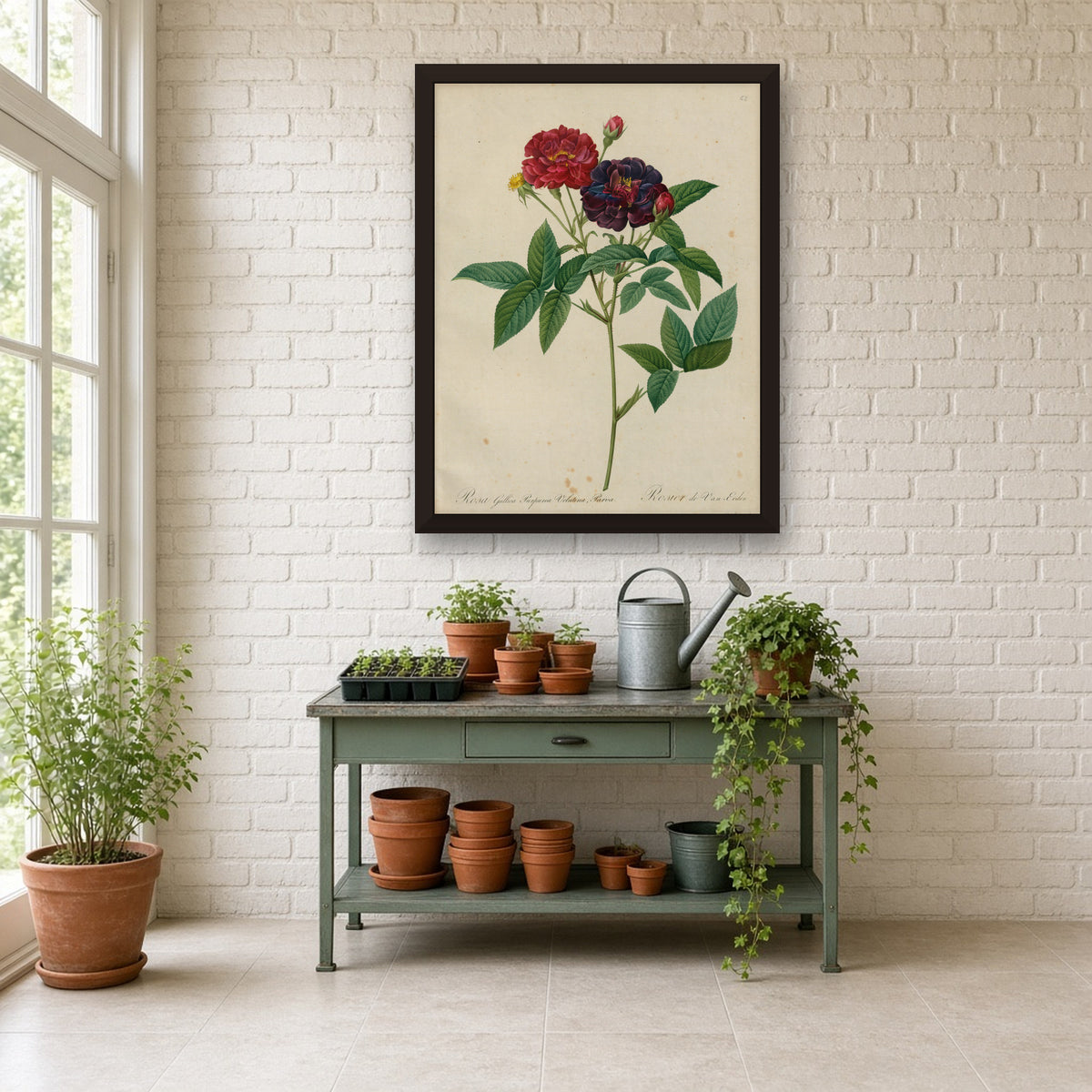 Van Eeden Rose (Rosa Gallica Purpurea Velutina Parva), Plate 62 from Les Roses by Pierre-Joseph Redouté — framed art preview