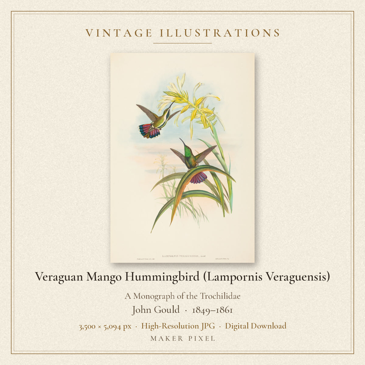 Veraguan Mango Hummingbird (Lampornis Veraguensis) from A Monograph of the Trochilidae by John Gould — cover