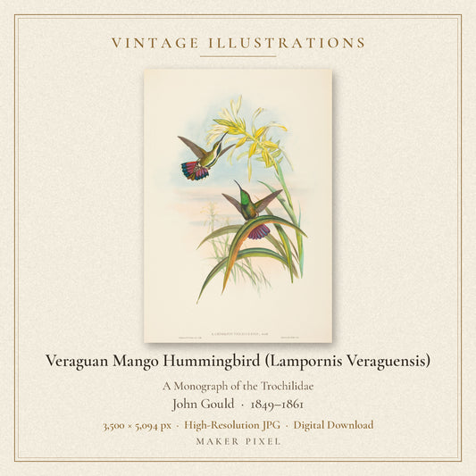 Veraguan Mango Hummingbird (Lampornis Veraguensis) from A Monograph of the Trochilidae by John Gould — cover