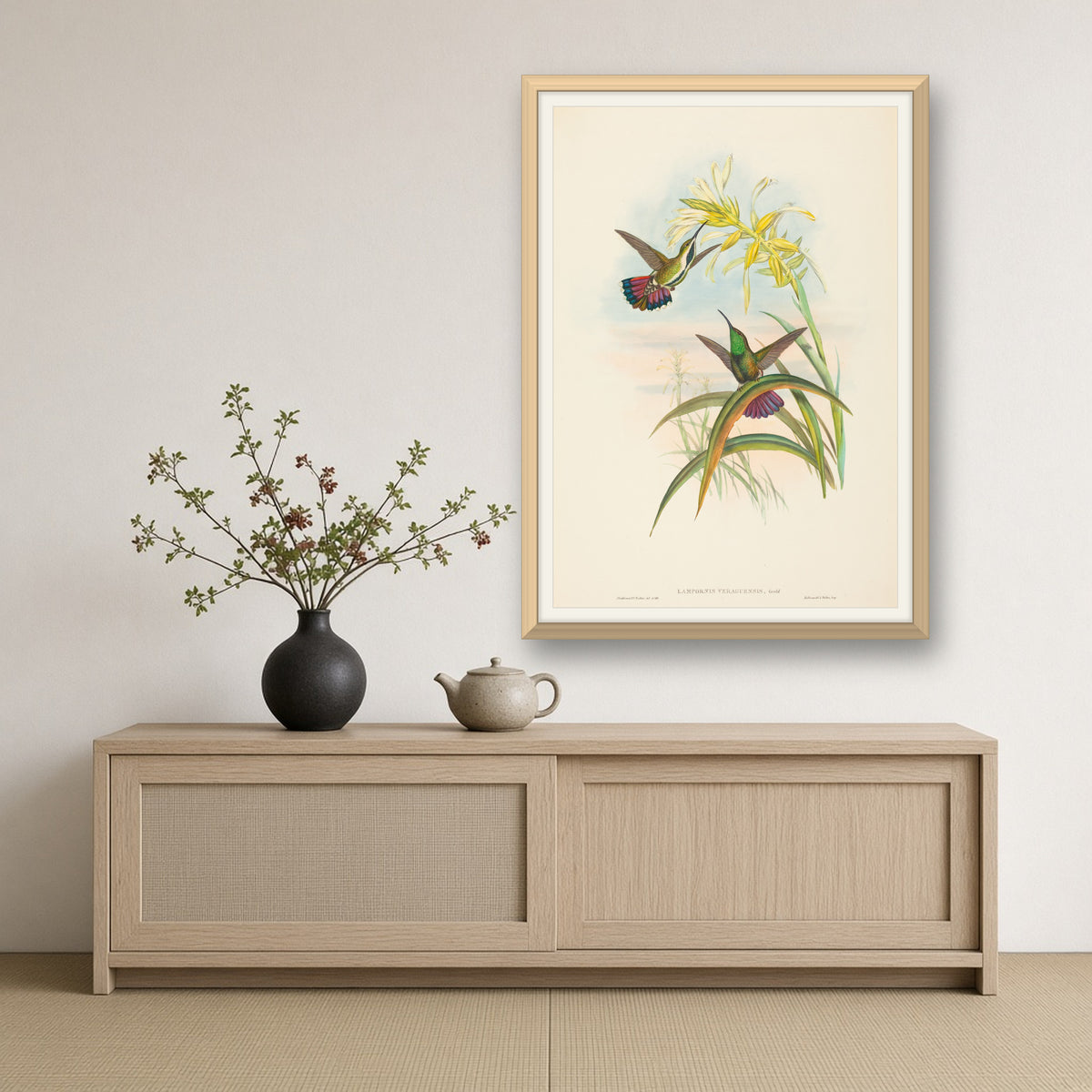 Veraguan Mango Hummingbird (Lampornis Veraguensis) from A Monograph of the Trochilidae by John Gould — room mockup