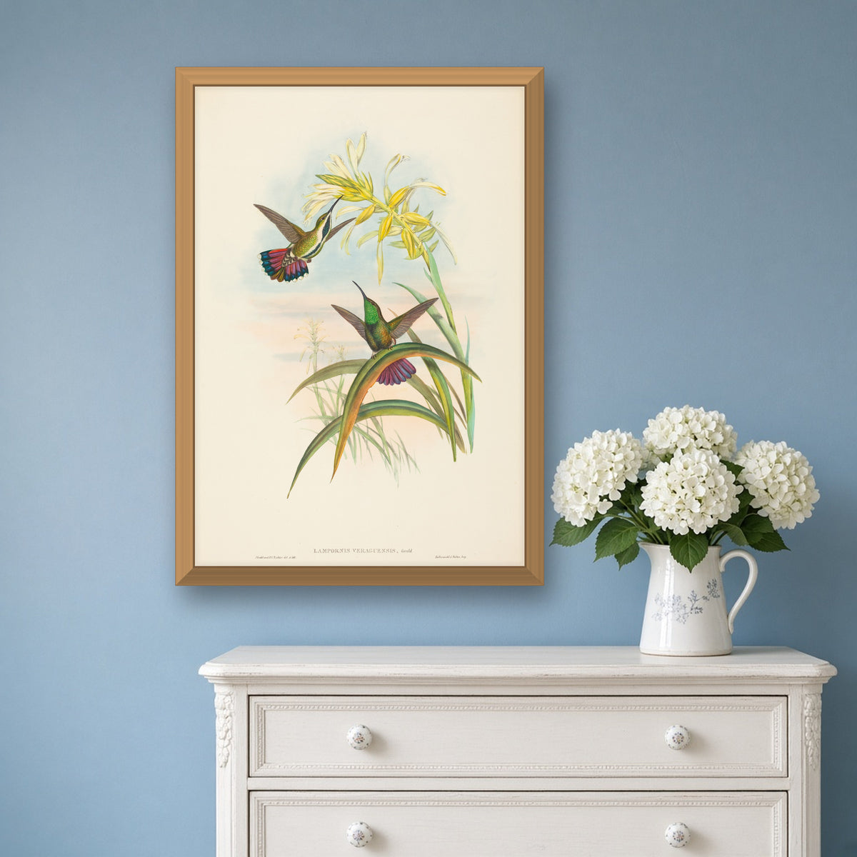 Veraguan Mango Hummingbird (Lampornis Veraguensis) from A Monograph of the Trochilidae by John Gould — framed art preview