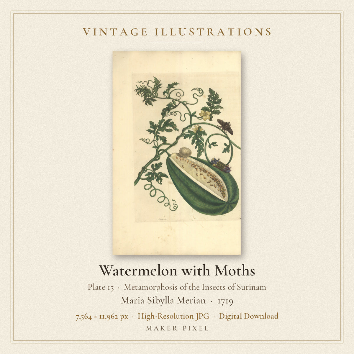 Watermelon with Moths, Plate 15 from Metamorphosis of the Insects of Surinam by Maria Sibylla Merian — cover
