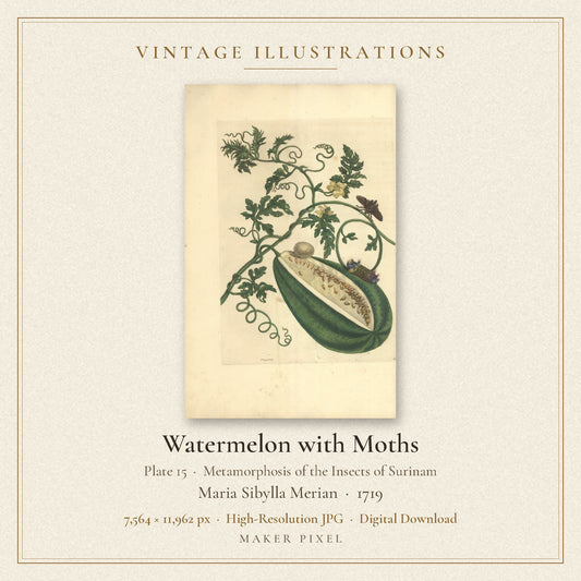 Watermelon with Moths, Plate 15 from Metamorphosis of the Insects of Surinam by Maria Sibylla Merian — cover
