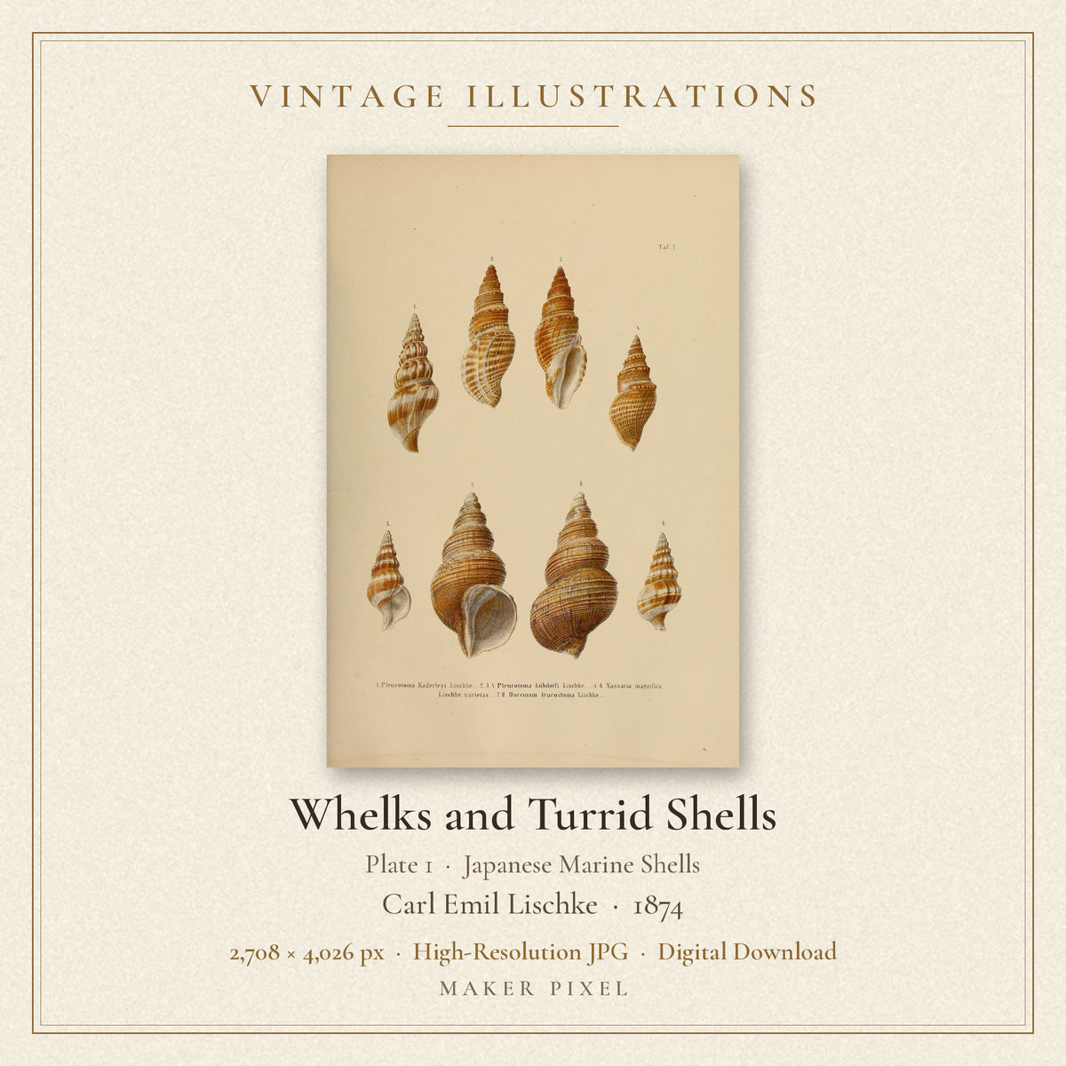 Whelks and Turrid Shells, Plate 1 from Japanese Marine Shells by Carl Emil Lischke — cover