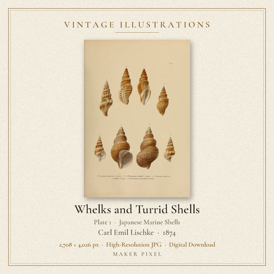 Whelks and Turrid Shells, Plate 1 from Japanese Marine Shells by Carl Emil Lischke — cover