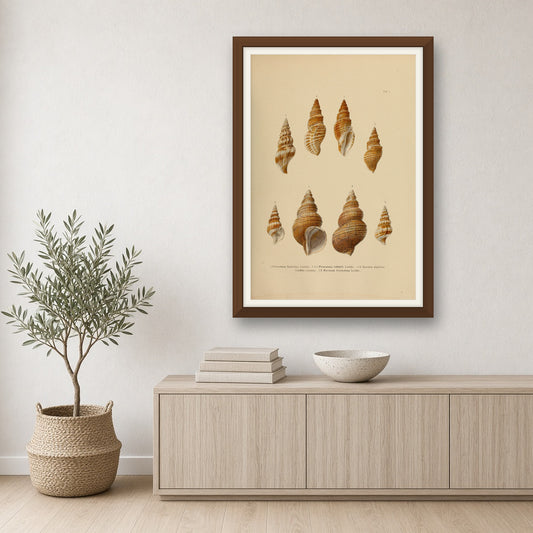 Whelks and Turrid Shells, Plate 1 from Japanese Marine Shells by Carl Emil Lischke — room mockup