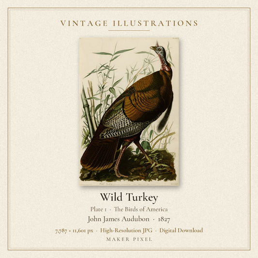 Wild Turkey, Plate 1 from Birds of America by John James Audubon — cover