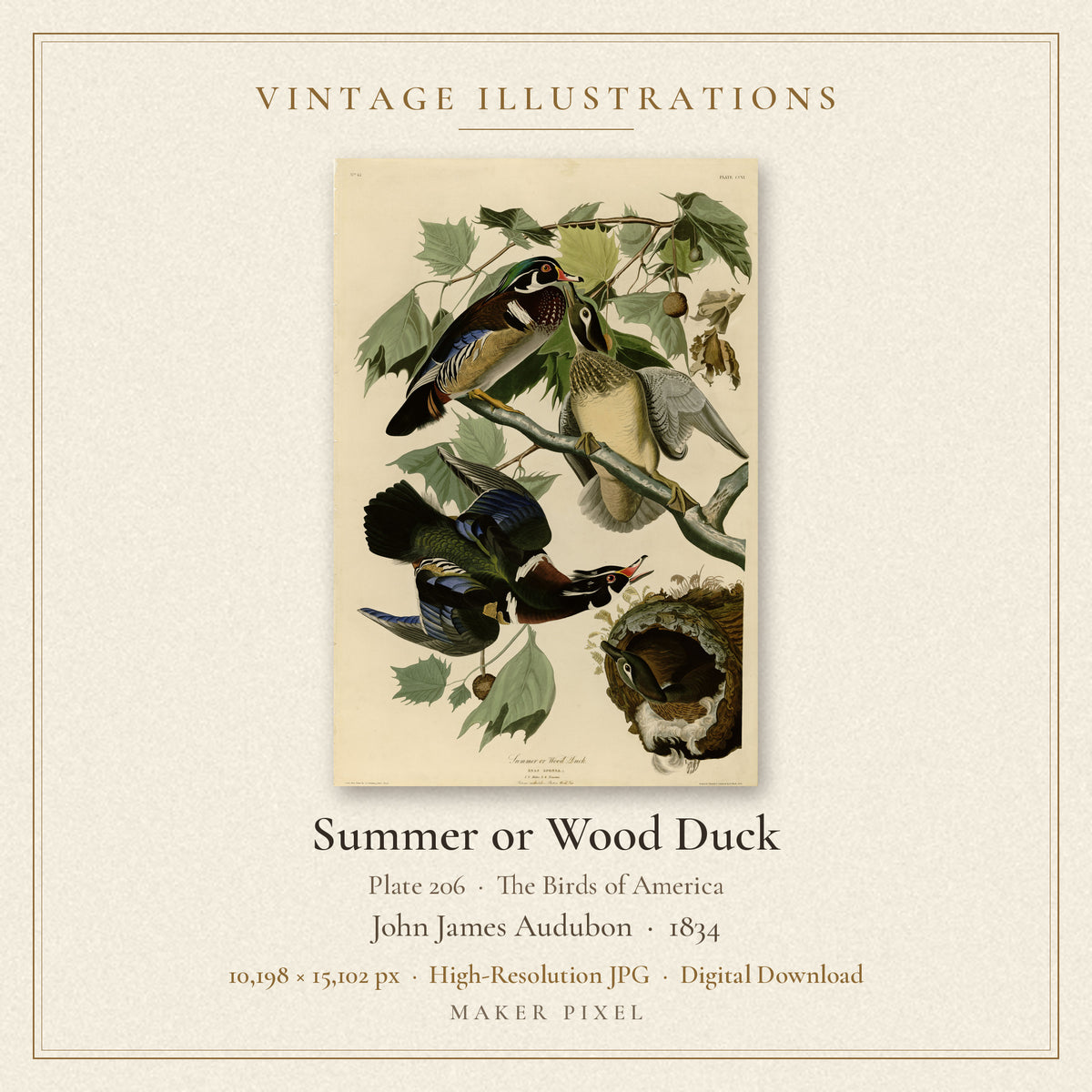 Summer or Wood Duck, Plate 206 from Birds of America by John James Audubon — cover