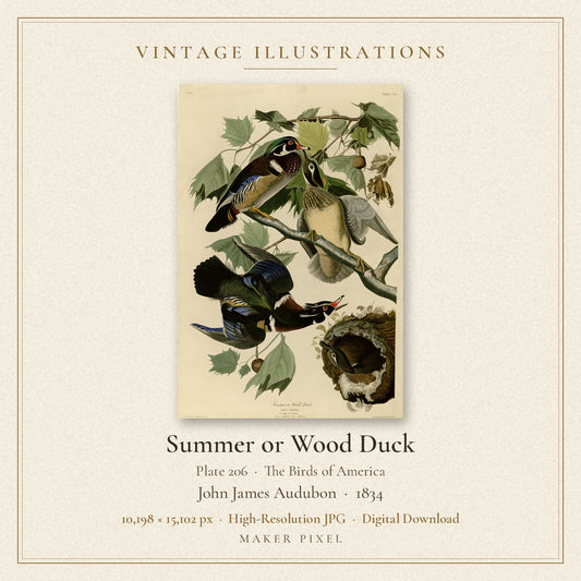 Summer or Wood Duck, Plate 206 from Birds of America by John James Audubon — cover