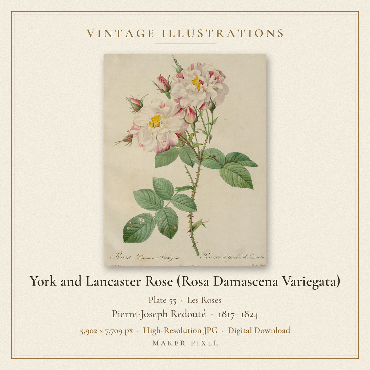 York and Lancaster Rose (Rosa Damascena Variegata), Plate 55 from Les Roses by Pierre-Joseph Redouté — cover