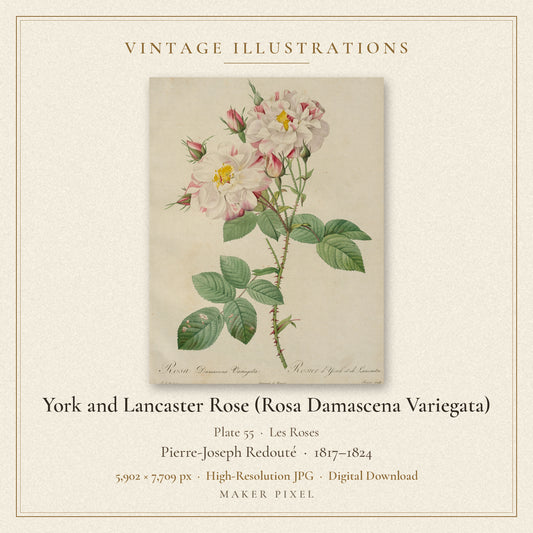 York and Lancaster Rose (Rosa Damascena Variegata), Plate 55 from Les Roses by Pierre-Joseph Redouté — cover