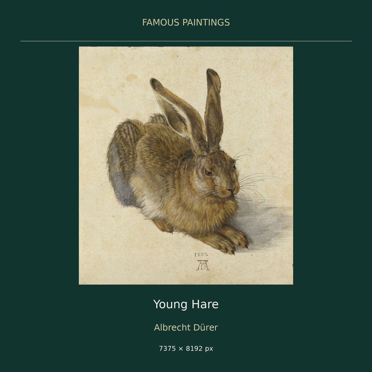 Young Hare by Albrecht Dürer — cover