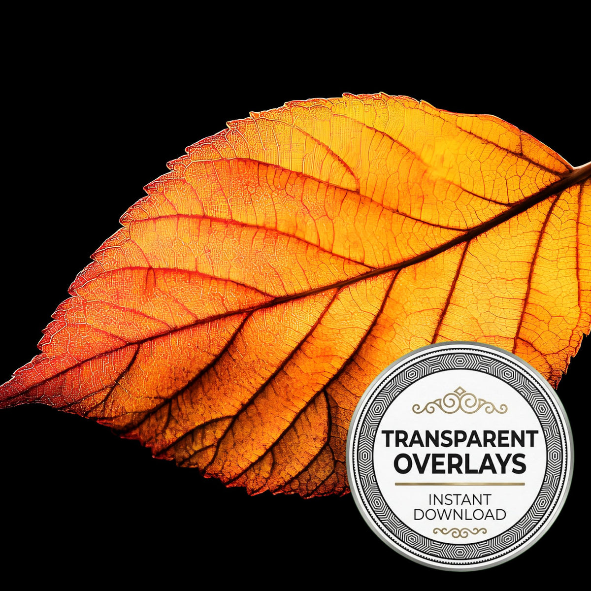 Autumn Leaf Light Transparent Overlay Pngs