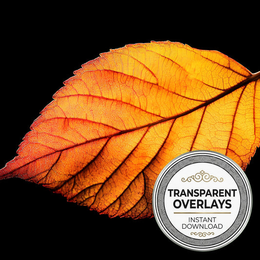 Autumn Leaf Light Transparent Overlay Pngs