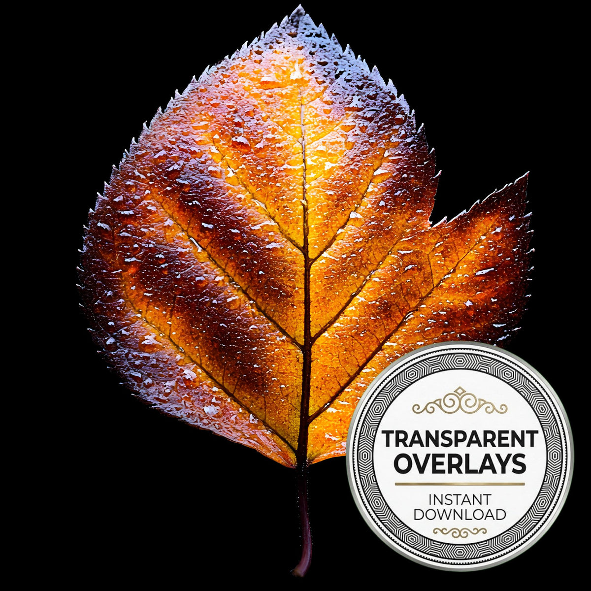 Autumn Sassafras Leaf Light Warm transparent PNG overlays for photo editing, cover preview