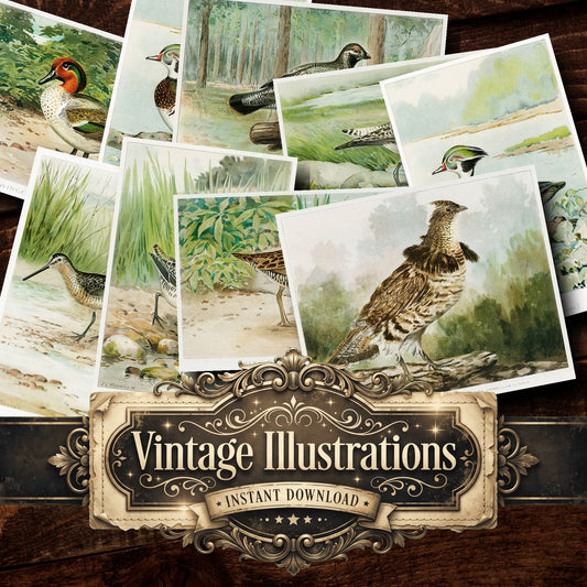 Bird Game Birds And Fishes Of North America Vintage Prints
