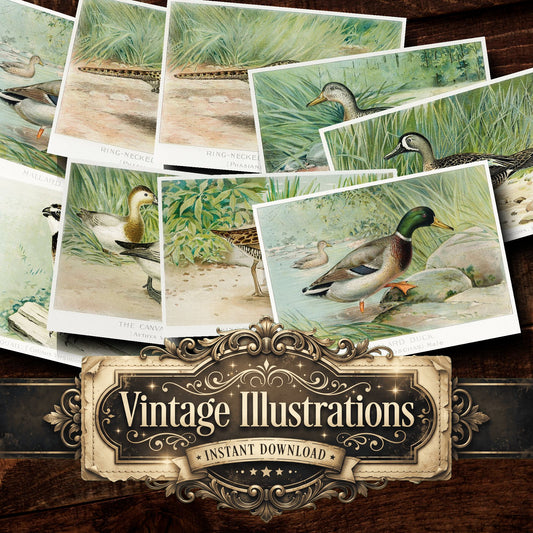 Bird Game Birds And Fishes Of North America Vintage Prints