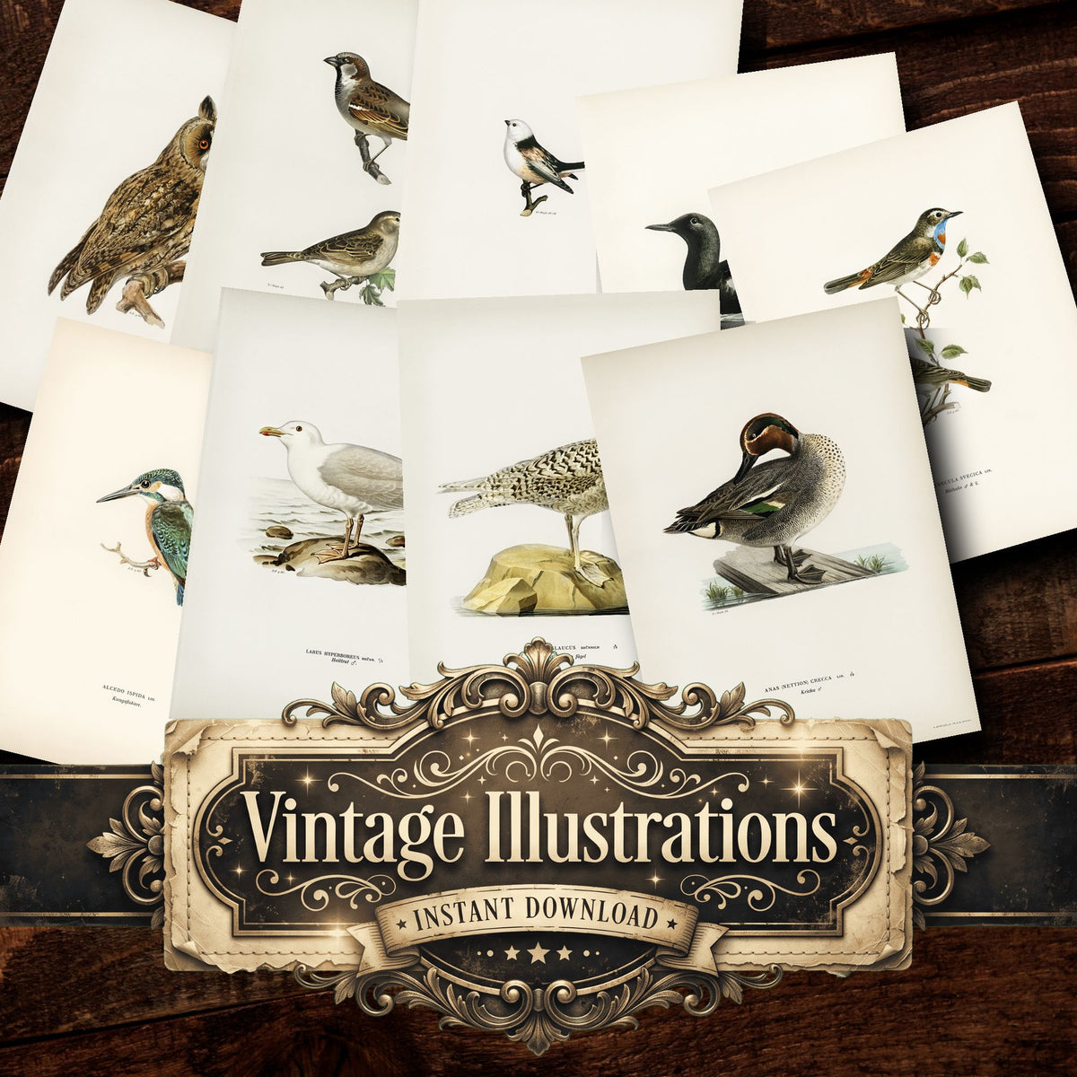 Birds Vintage Prints