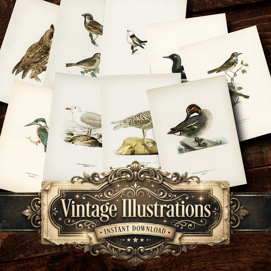 Birds Vintage Prints
