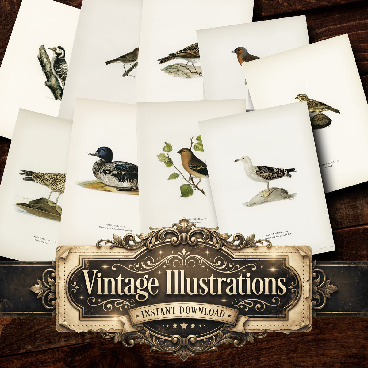 Birds Vintage Prints