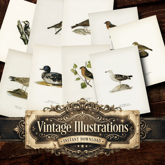 Birds Vintage Prints