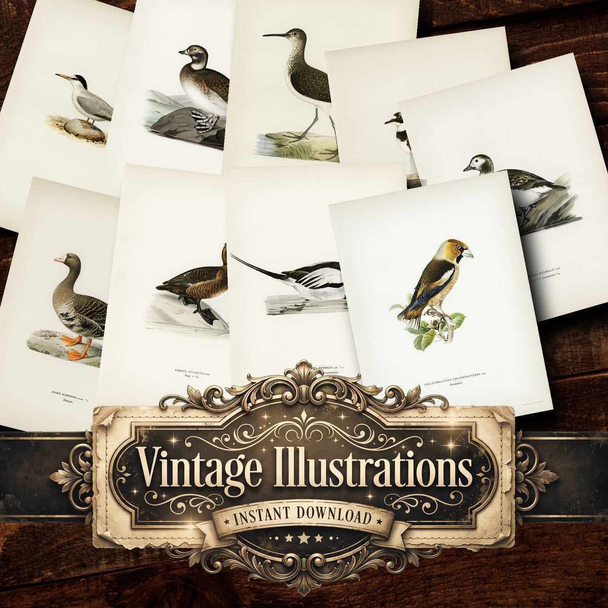 Birds Vintage Prints