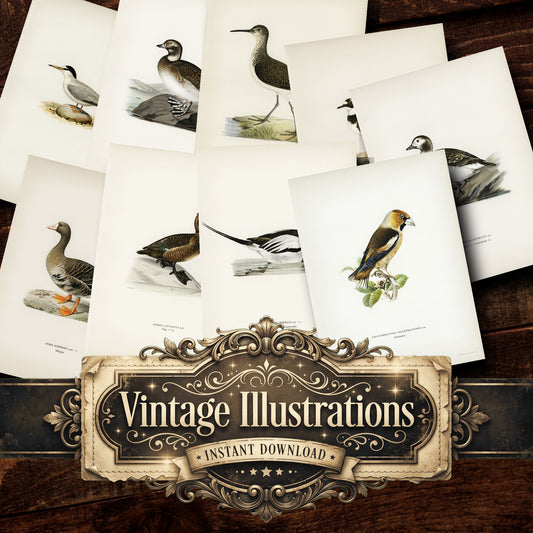 Birds Vintage Prints