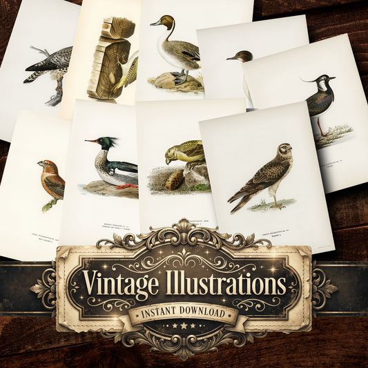 Birds Vintage Prints