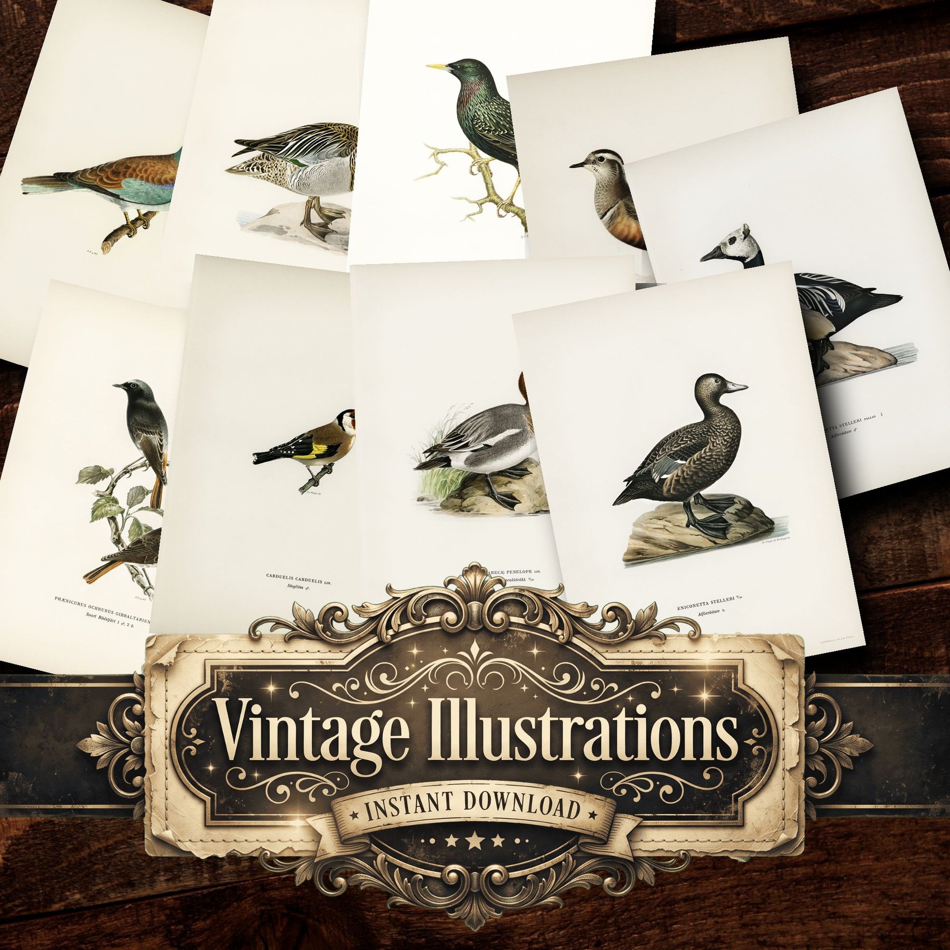 Birds Vintage Prints